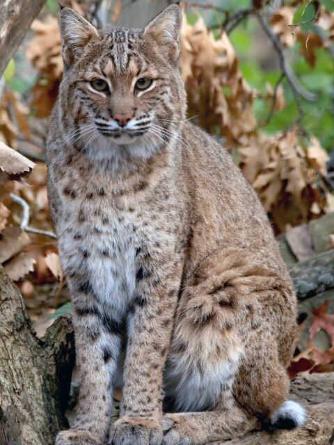 Bobcat