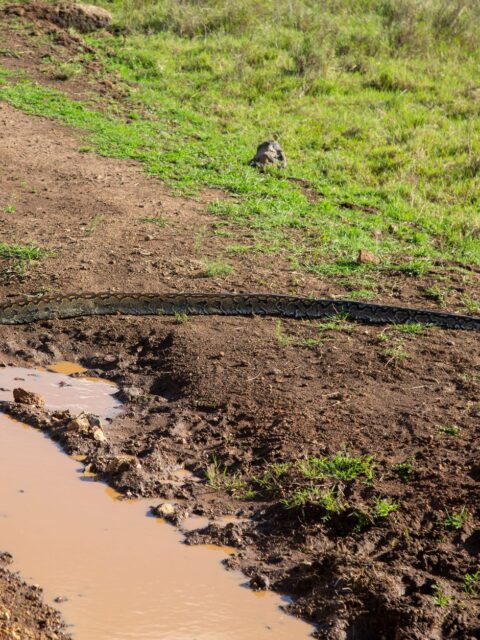 African Rock Python