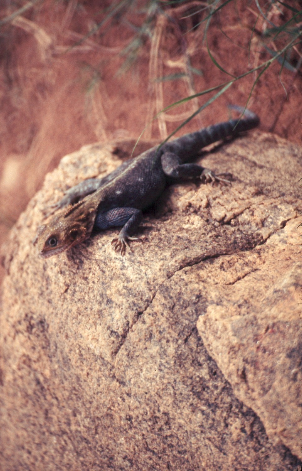 Arboreal Agamid Lizard