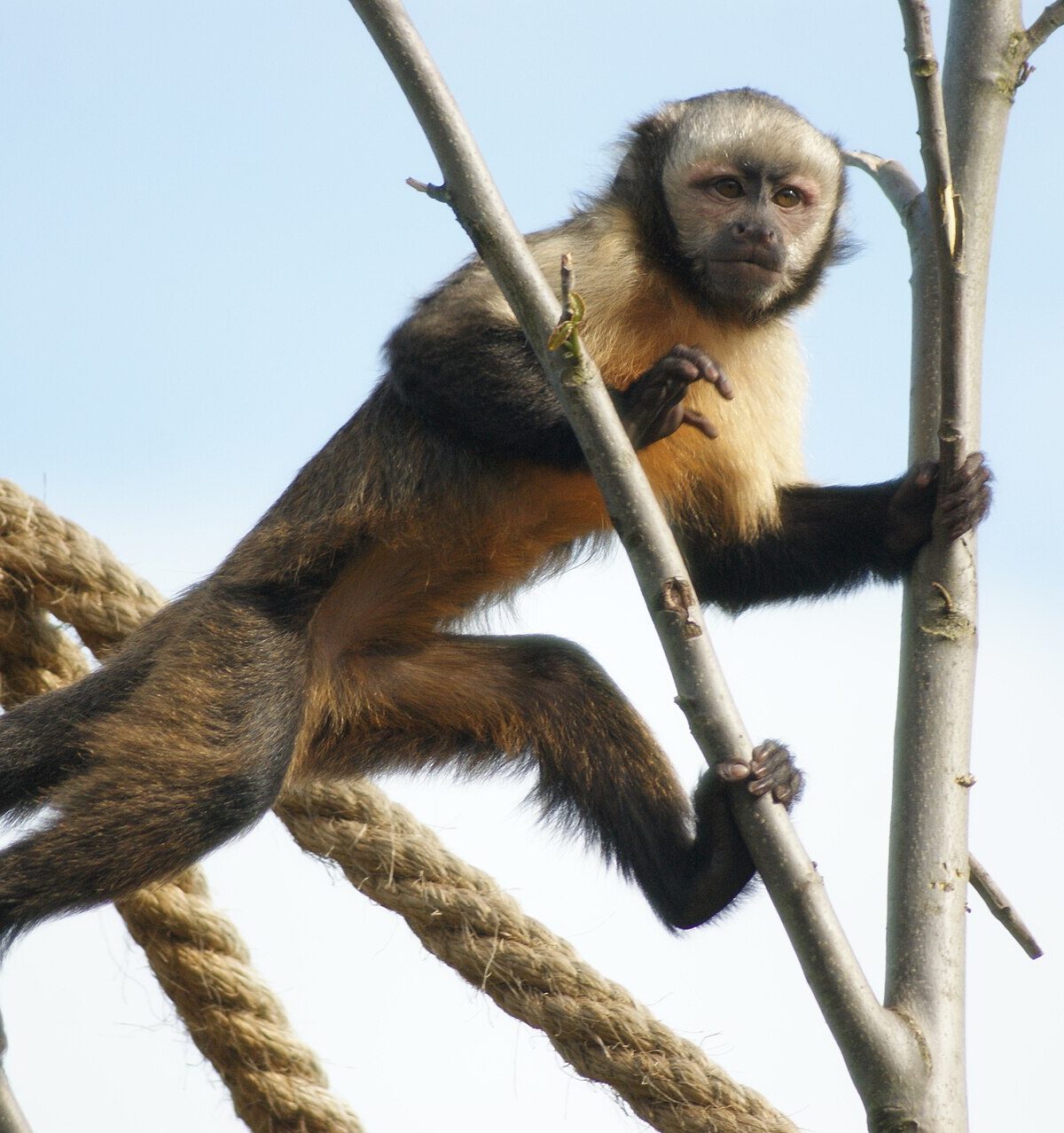 Buff-headed Capuchin