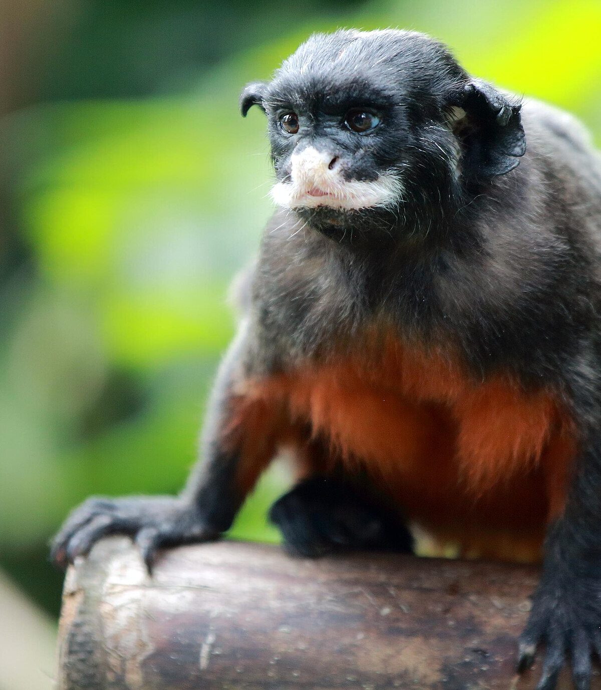 White-lipped Tamarin