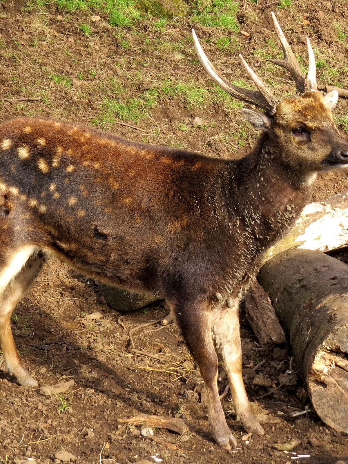 Visayan Spotted Deer