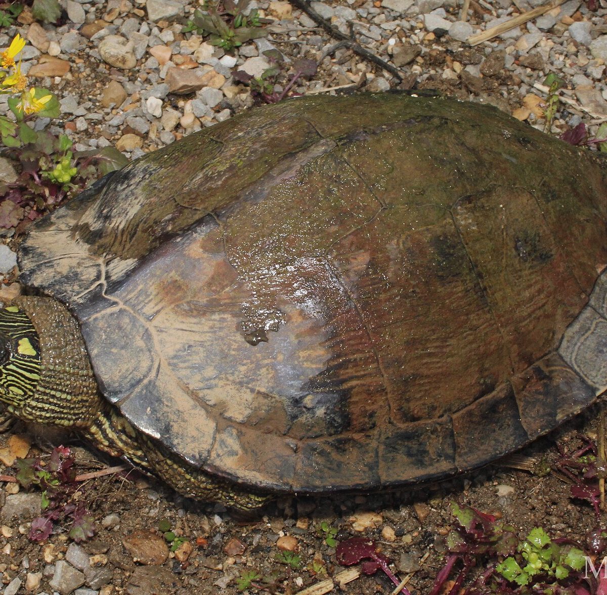 Ouachita Map Turtle