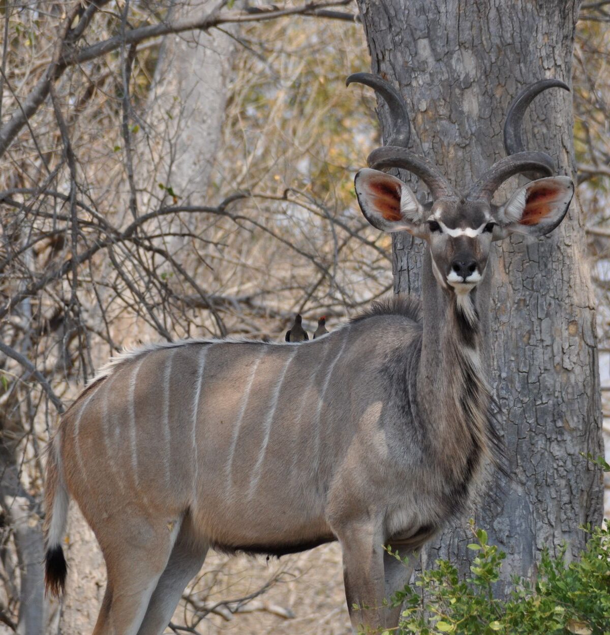 Greater Kudu