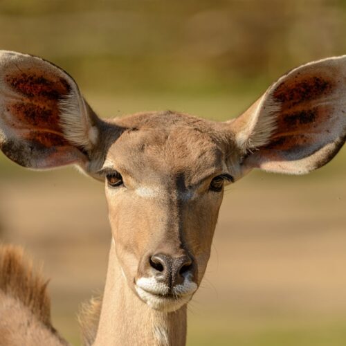 Kudu