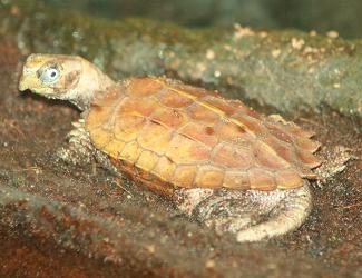Black-Breasted Leaf Turtle