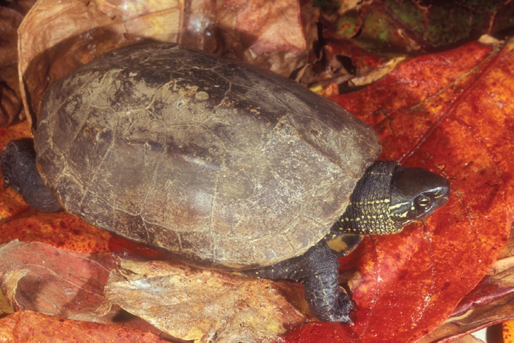 Chinese Three-Keeled Pond Turtle