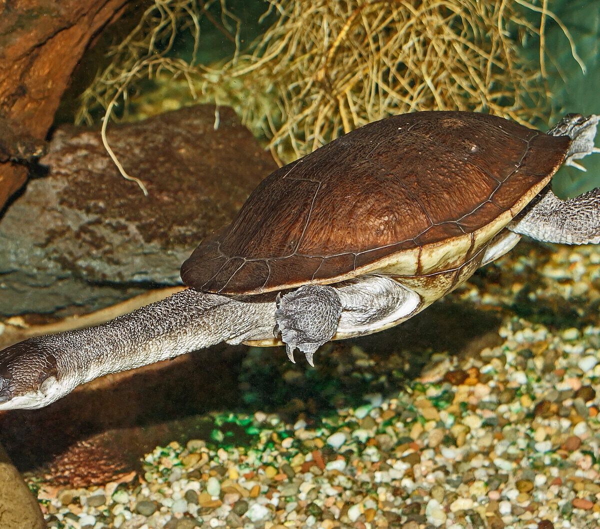 McCord's Snake-Necked Turtle