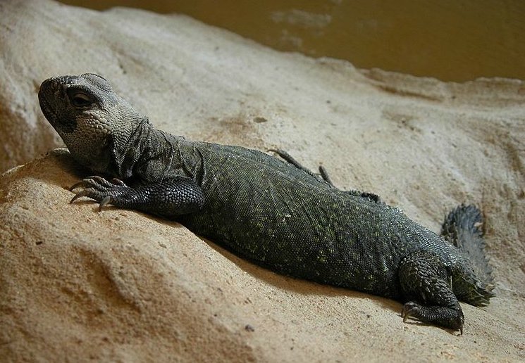 Dabb Spiny-Tailed Lizard
