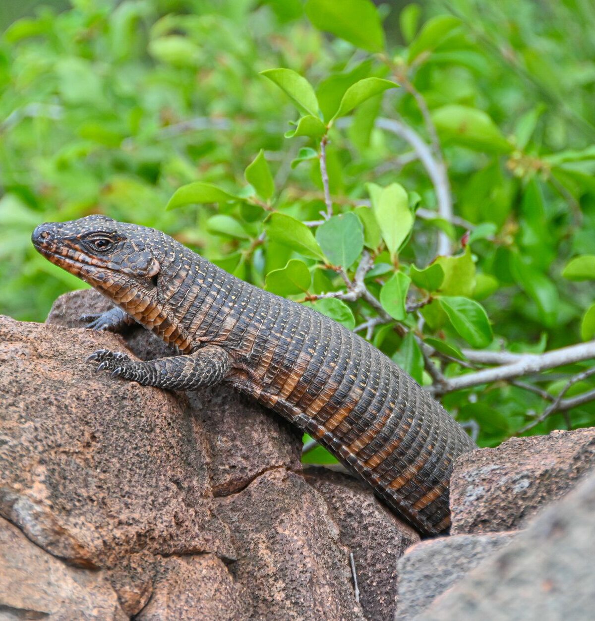 Round-Nosed Plated Lizard