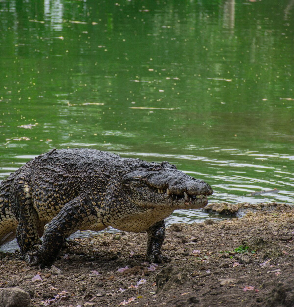 Cuban Crocodile