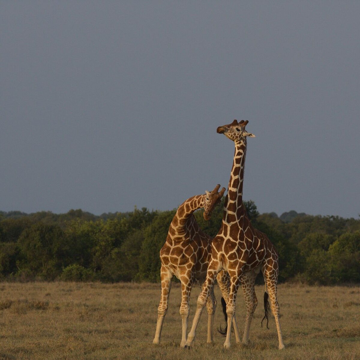 Nubian Giraffe