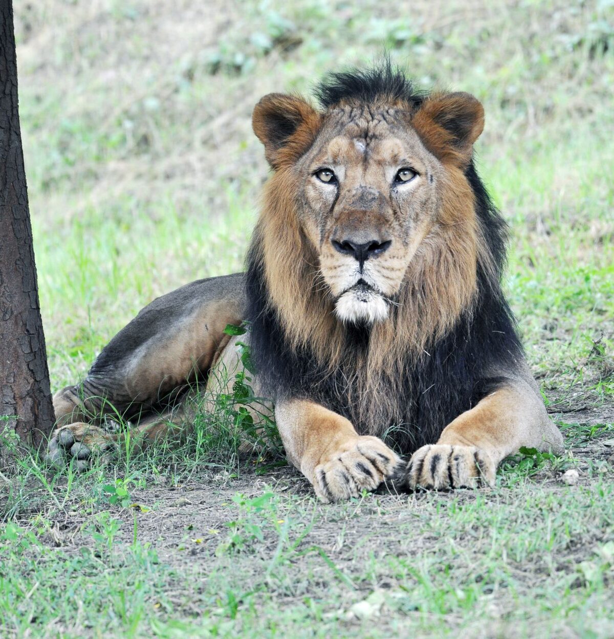 Asiatic Lion