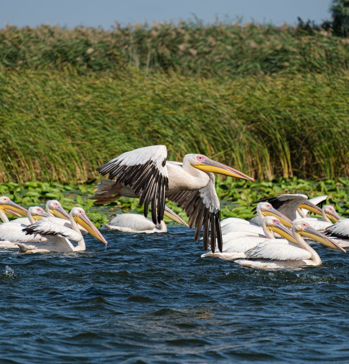 Eastern White Pelican