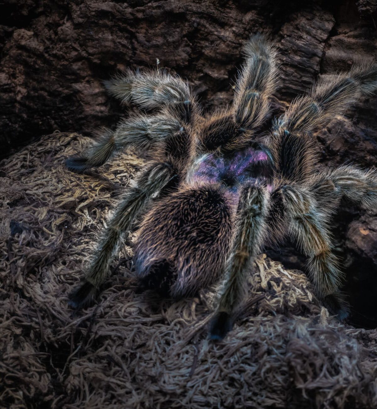 Chilean Rose Tarantula