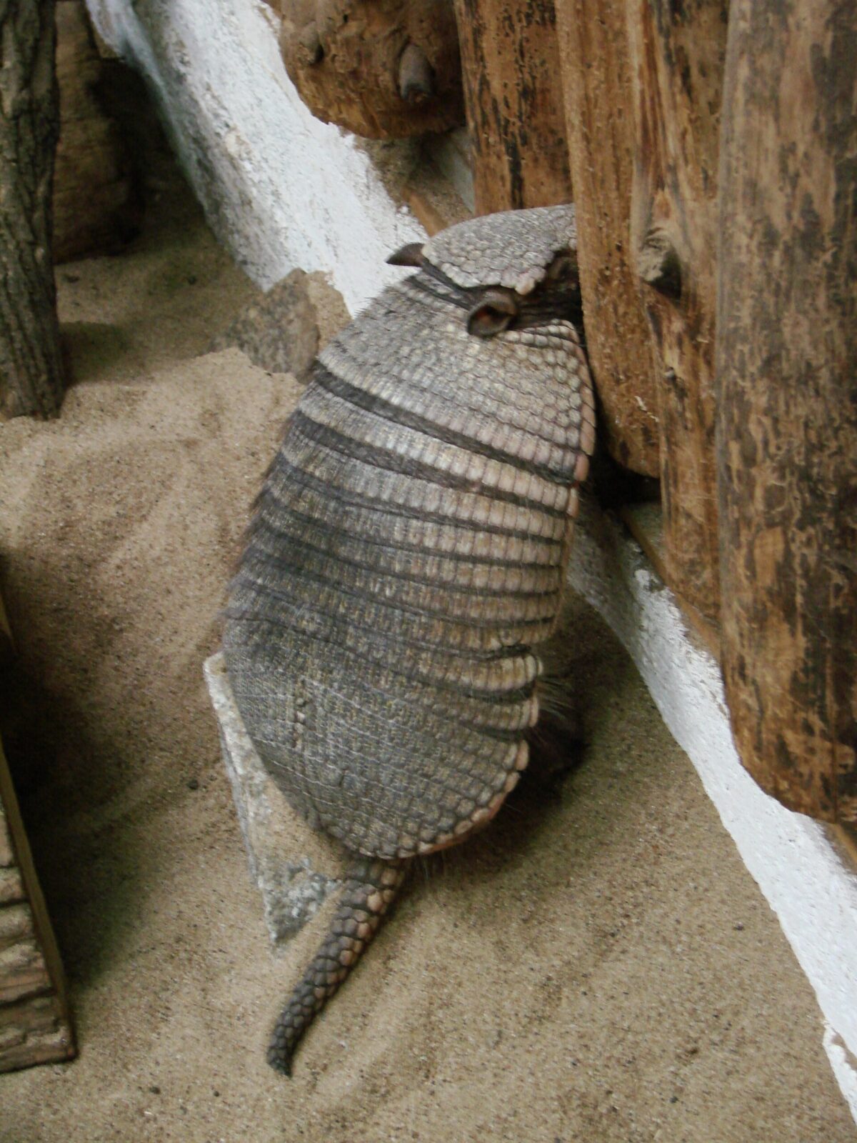Large Hairy Armadillo