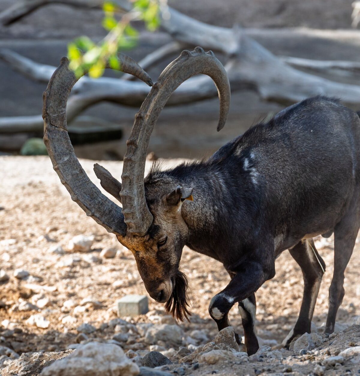 Turkmenian Markhor