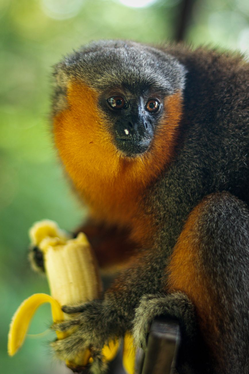 Coppery Titi Monkey