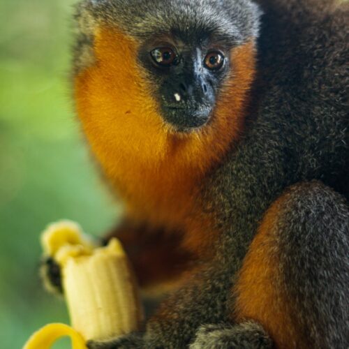 Titi Monkey
