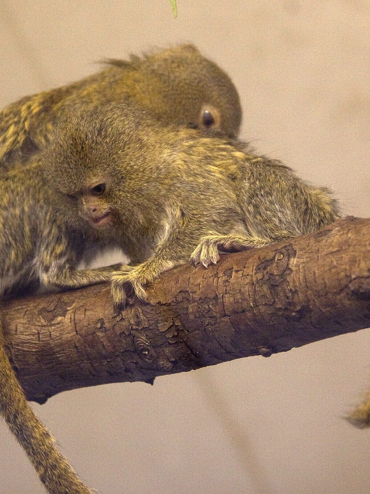 Eastern Pygmy Marmoset