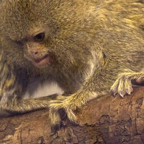 Pygmy marmoset