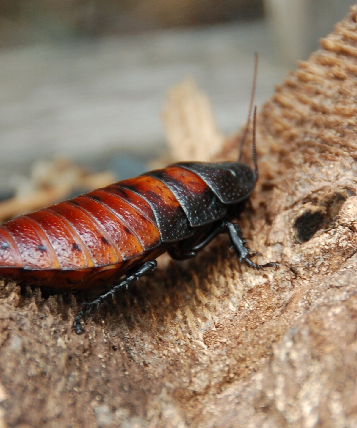 Madagascan Hissing Cockroach