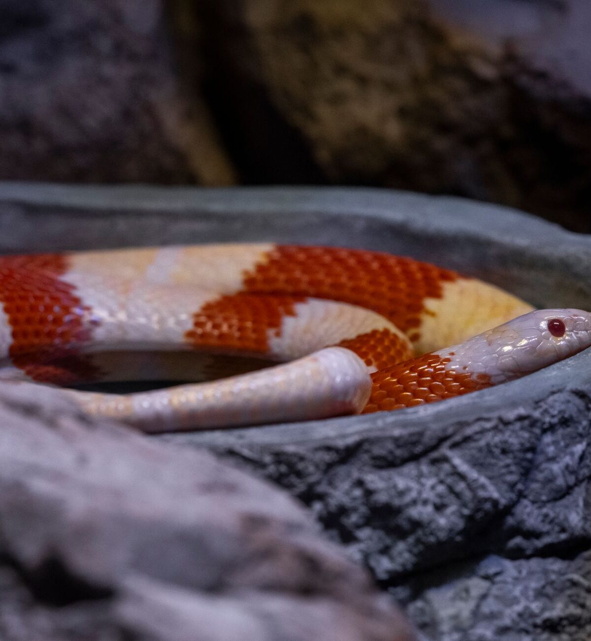 Milk Snake