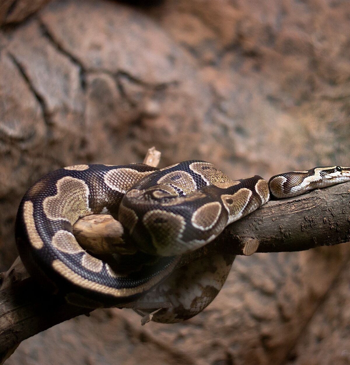 Royal Python