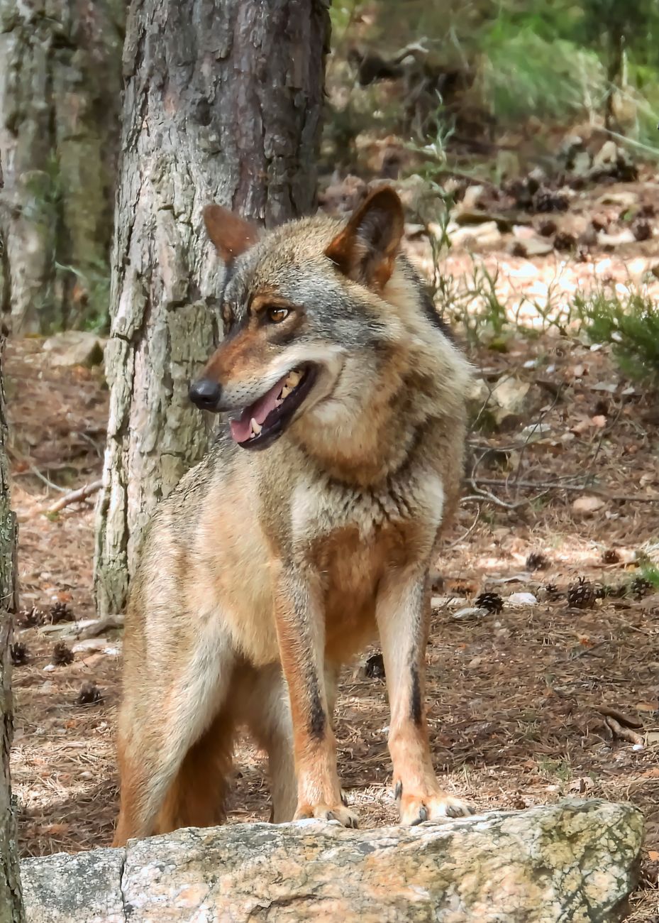 Red Wolf