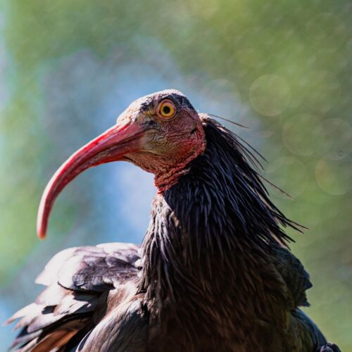 Bald Ibis