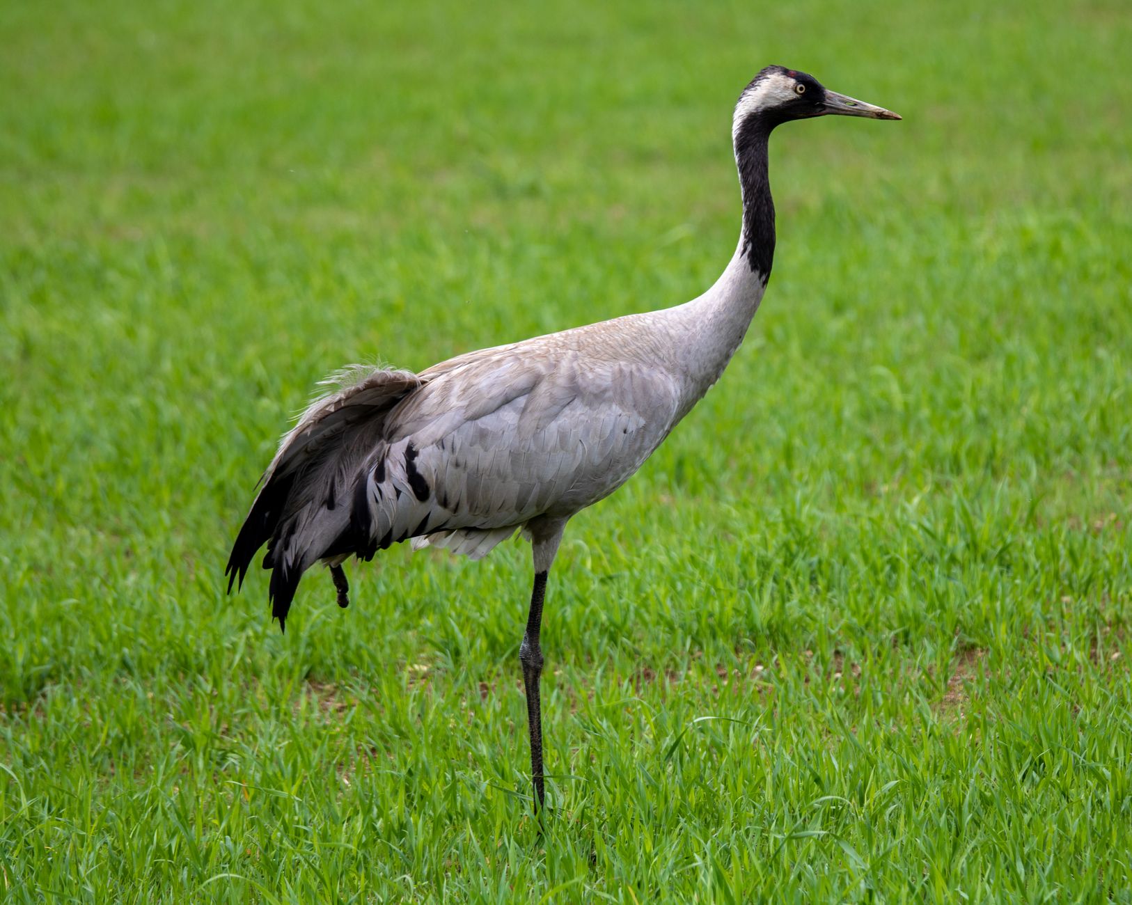 Common Crane