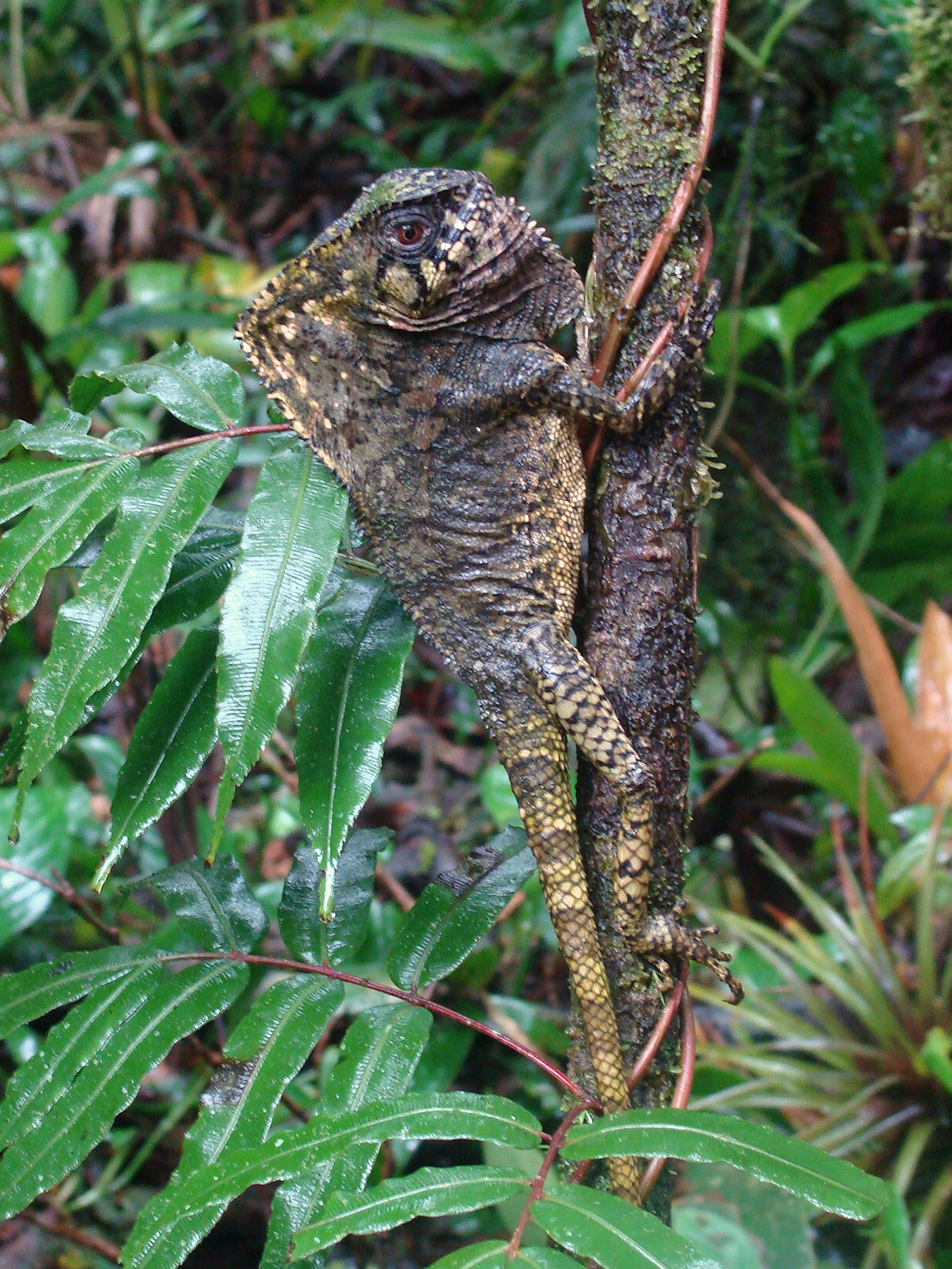 Casque Headed Iguana