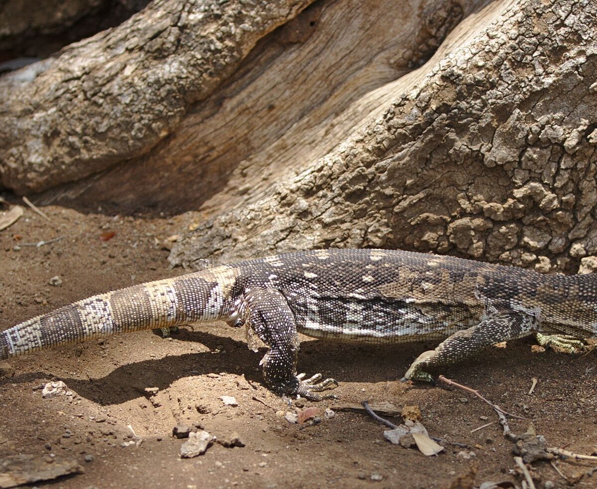 Monitor Lizard