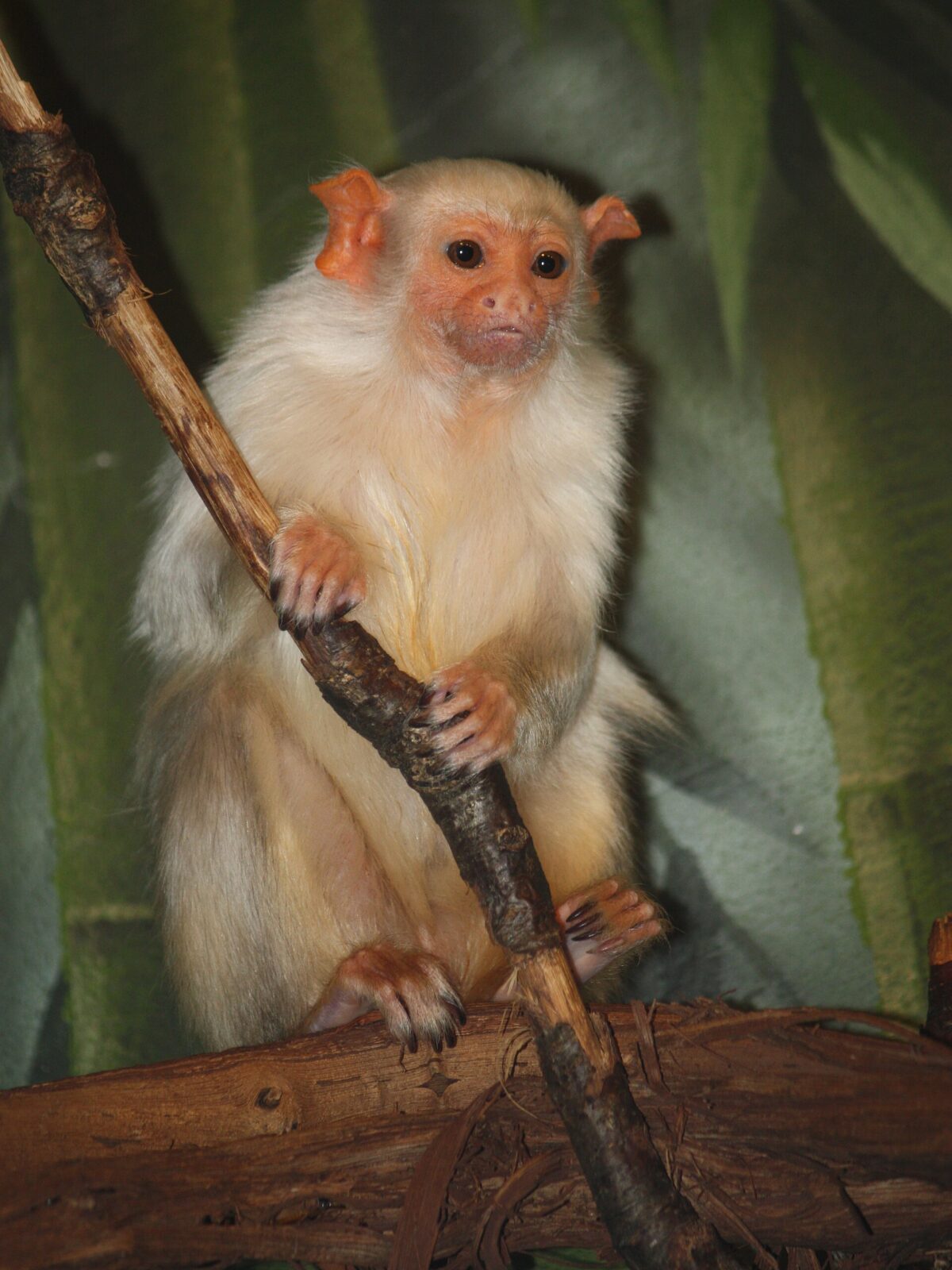 Silvery Marmoset
