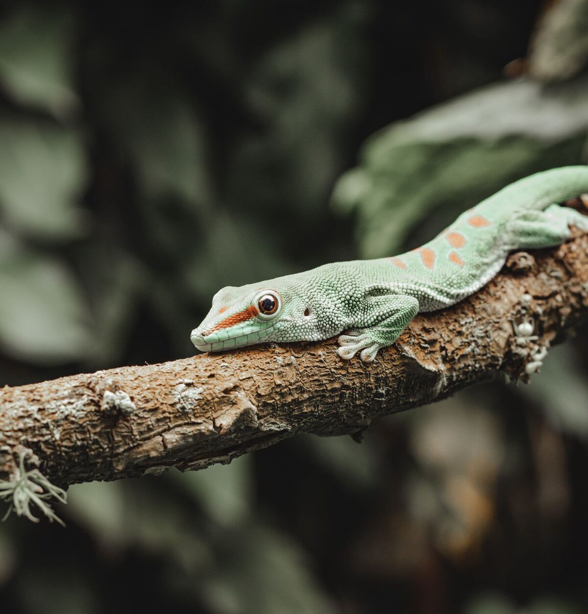 Yellow-Headed Day Gecko