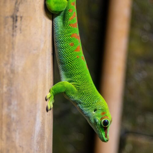 Gecko
