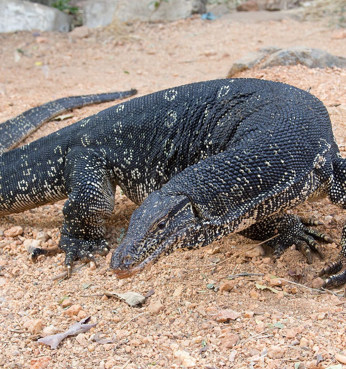 Philippine Water Monitor
