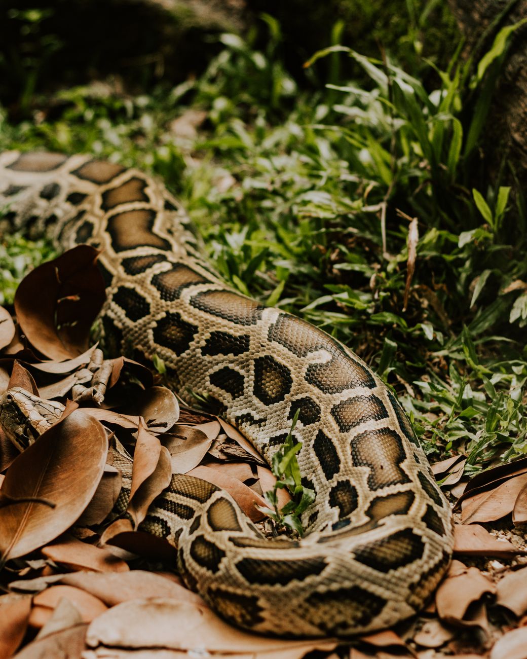 Python