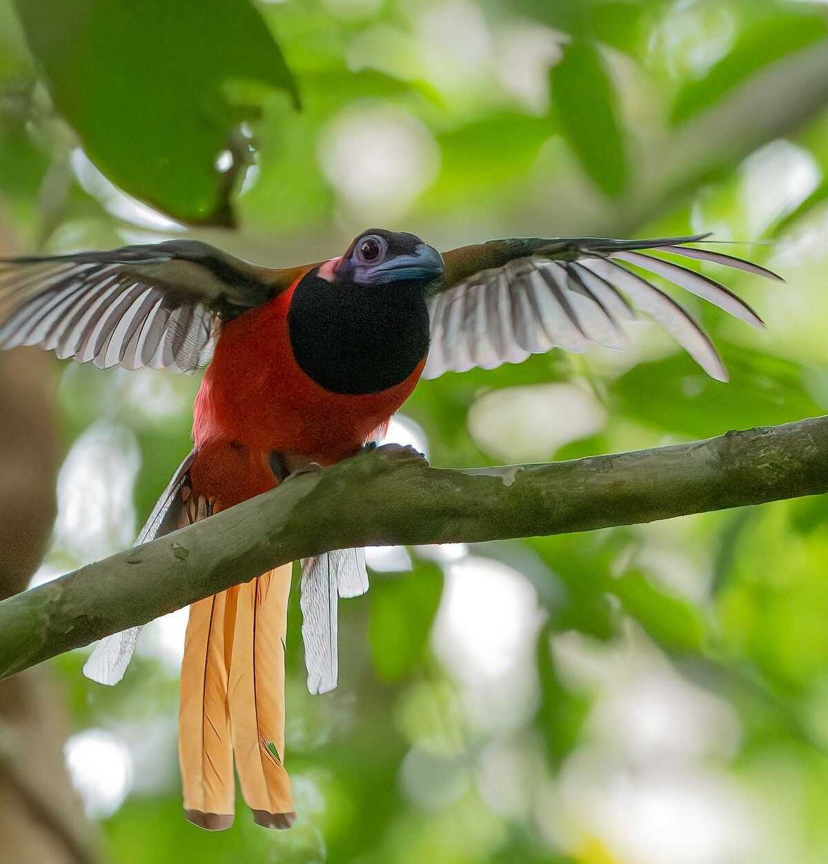Tropical Bird
