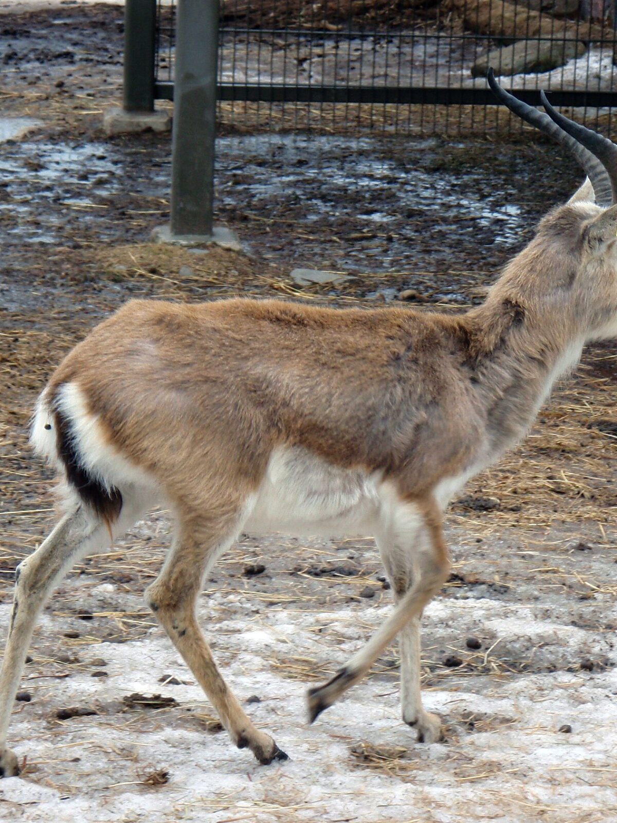 Goitered Gazelle