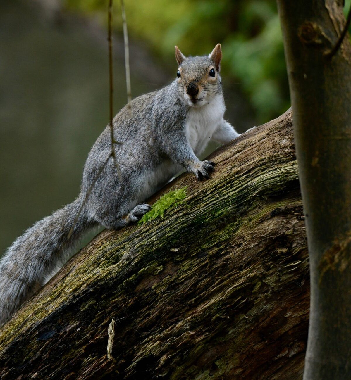 Eastern Gray Squirrel