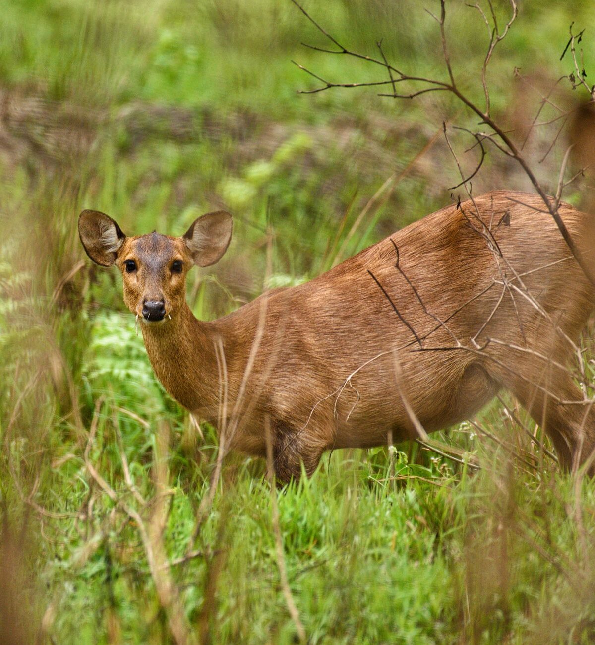 Hog Deer