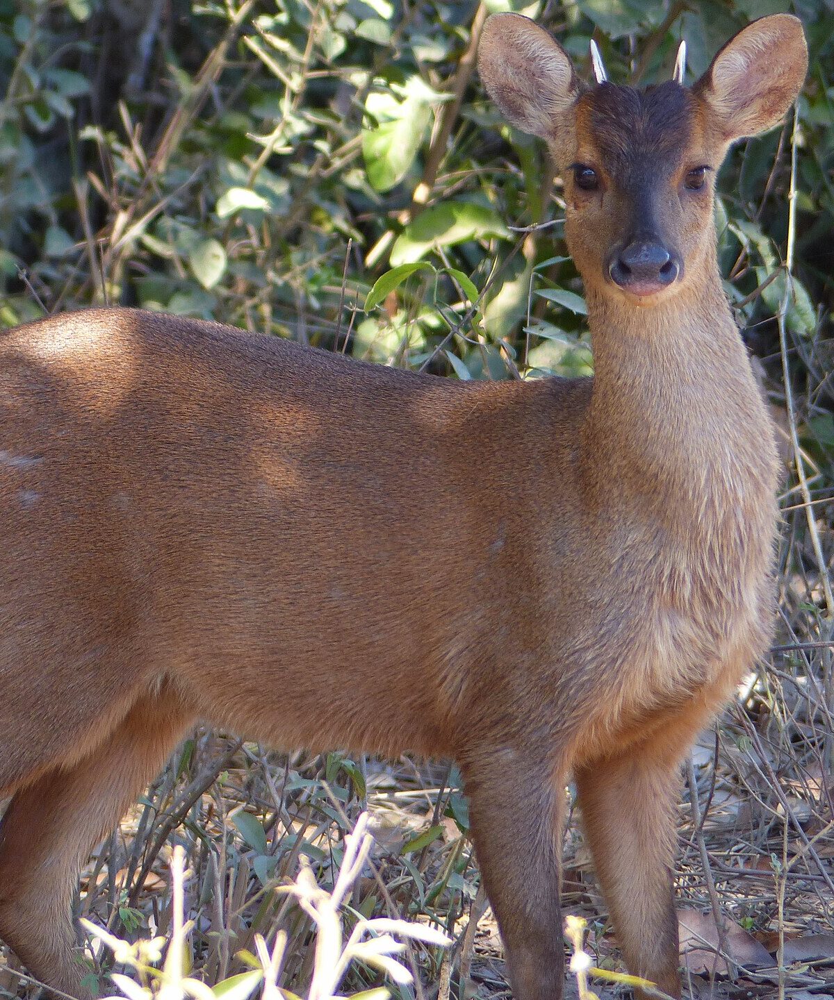 Red Brocket Deer