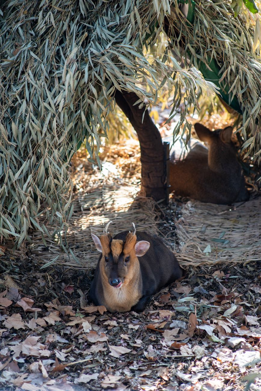 Muntjac