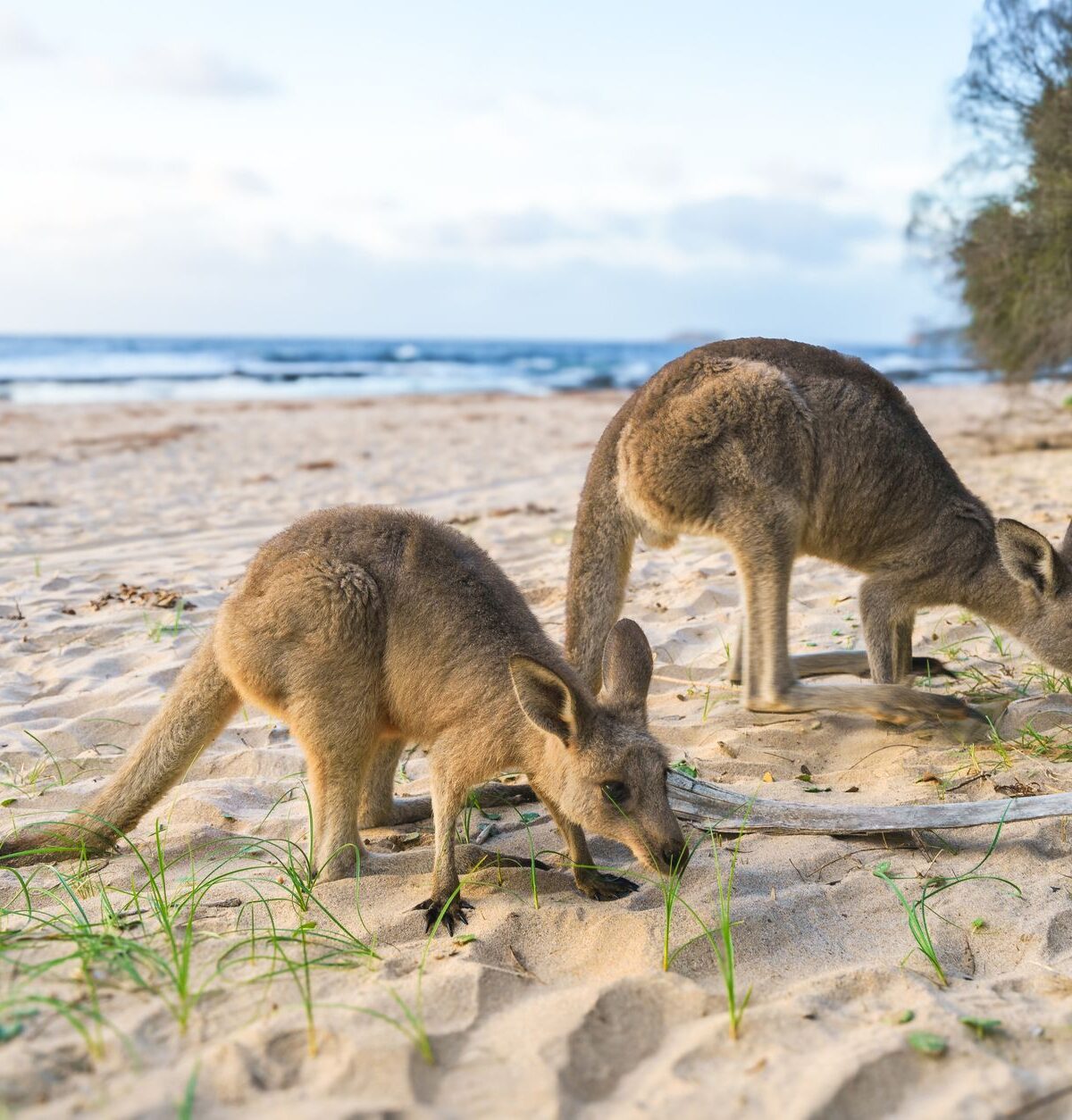Grey Kangaroo