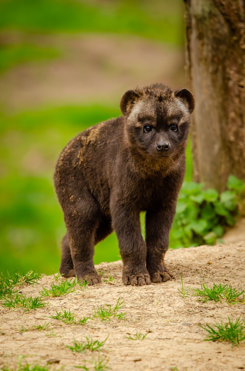 Brown Hyena