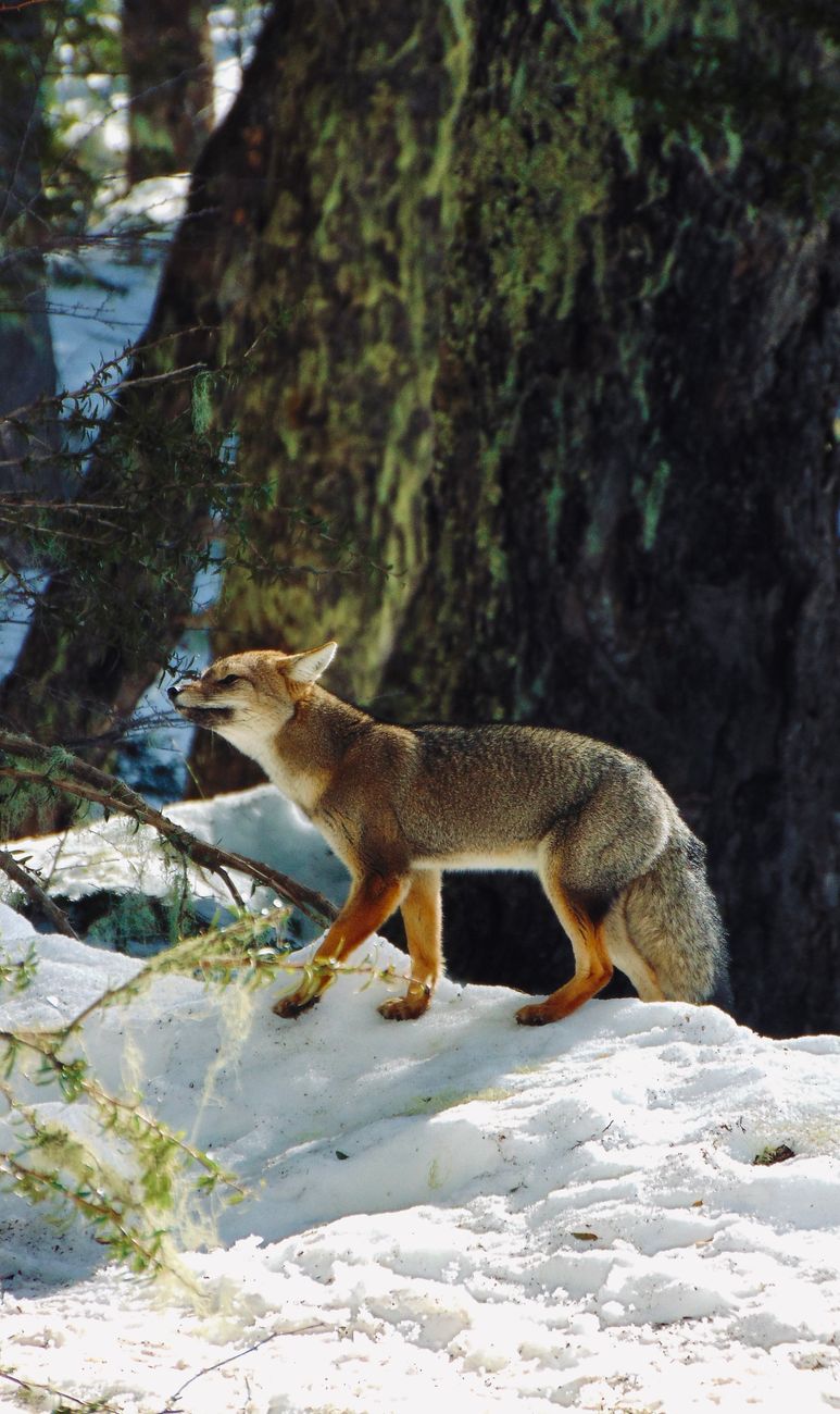 Grey Fox