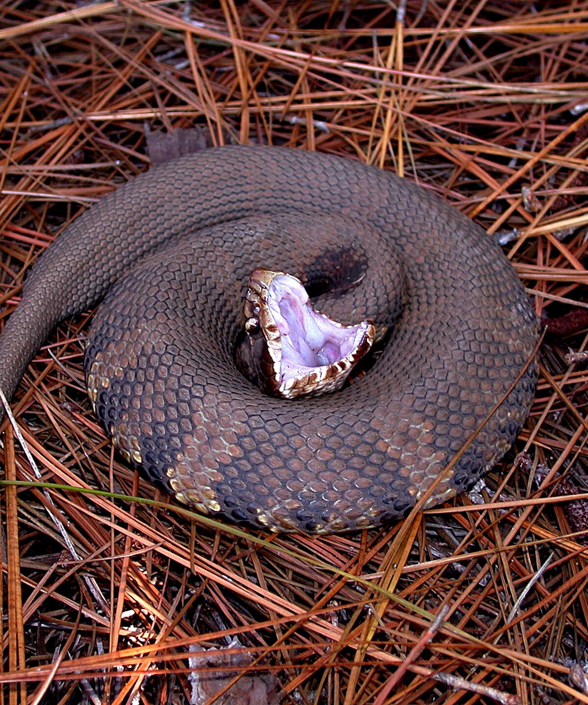 Cottonmouth