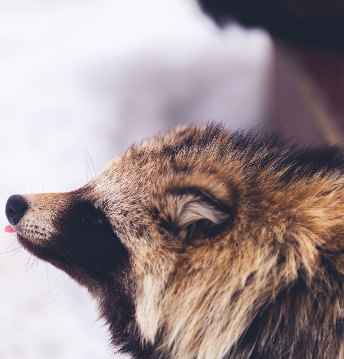 Raccoon Dog