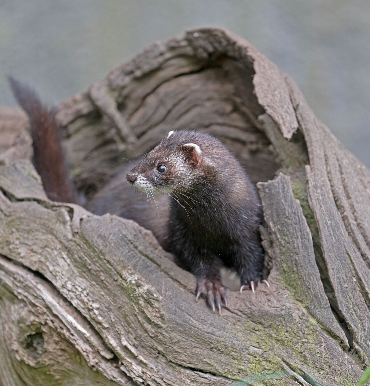European Polecat